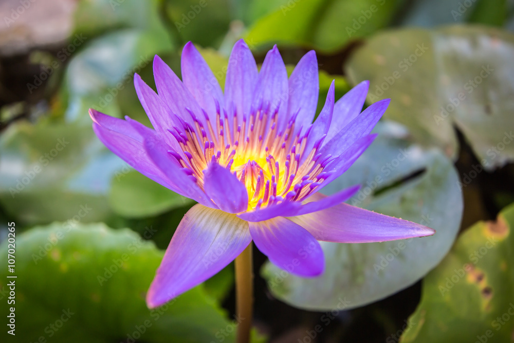 Colorful lotus flowers on green leaves above water. Colorful lotus flowers on green leaves above water.