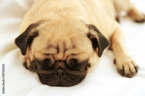 Pug dog sleeping in bed