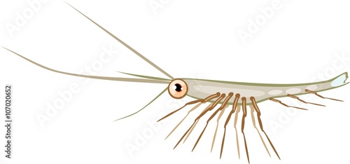 krill