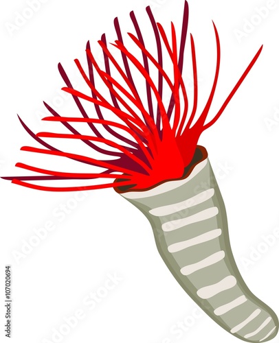 feather duster worm photo