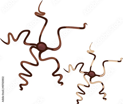 Brittle stars 