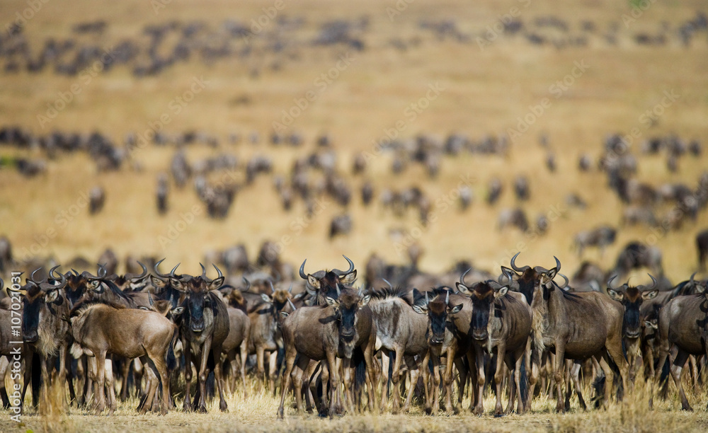 Big herd of wildebeest in the savannah. Great Migration. Kenya. Tanzania. Masai Mara National Park. An excellent illustration. Big herd of wildebeest in the savannah. Great Migration. Kenya. Tanzania. Masai Mara National Park. An excellent illustration.