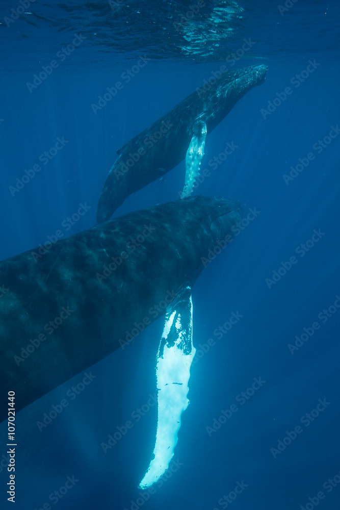 Fototapeta premium Mother and Calf Humpback Whales