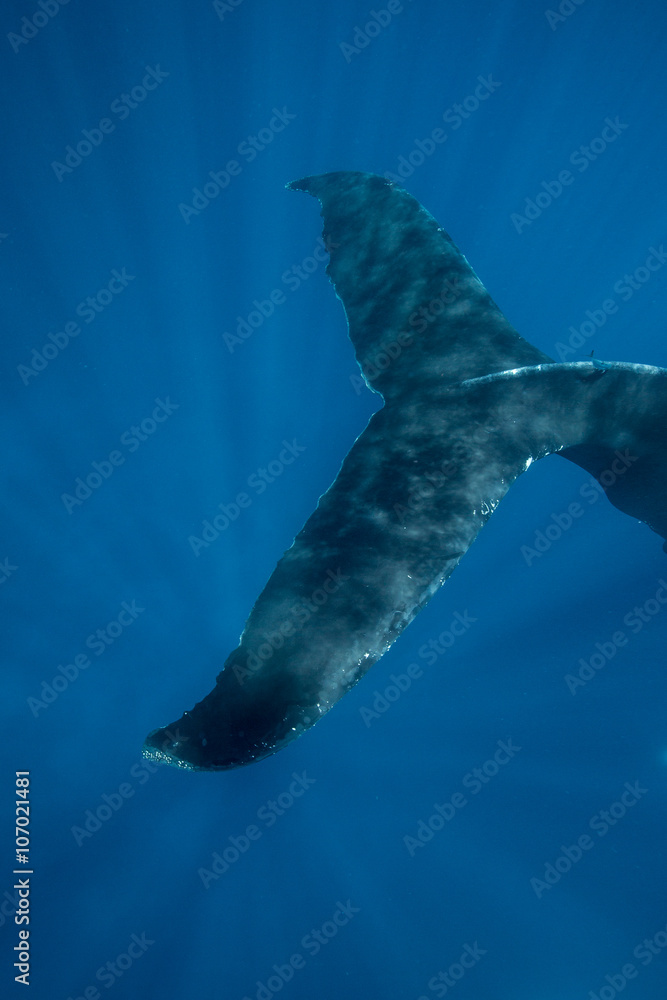 Fototapeta premium Humpback Whale Tail Underwater