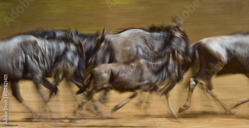 Wildebeests running through the savannah. Great Migration. Kenya. Tanzania. Masai Mara National Park. Motion effect. An excellent illustration. 