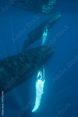 Mother and Calf Humpback Whales