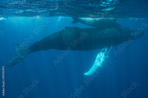 Humpback Whale Calf and Mother Underwater
