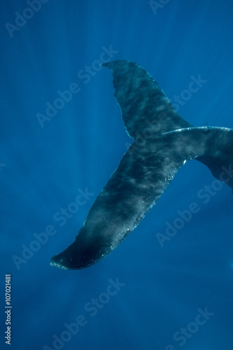 Humpback Whale Tail Underwater