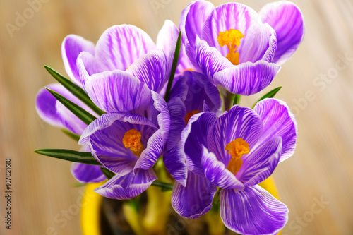 Beautiful crocus flowers in flowerpot closeup