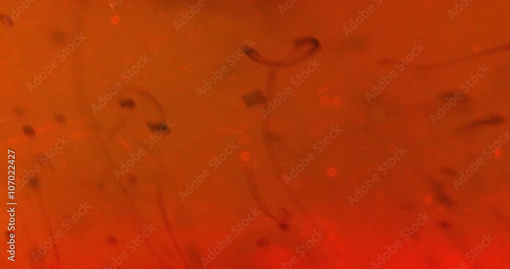 Oil drops floating in water. Oil drops floating in water.