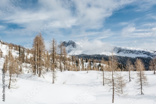 Larch forest in the winter. © anzebizjan
