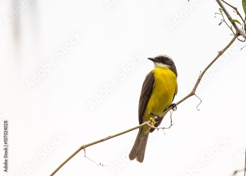 Great Kiskadee (Pitangus sulphuratus)-13 photo