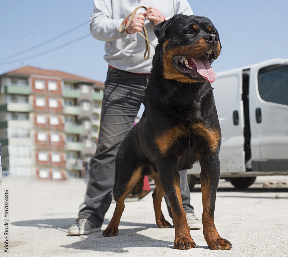 Dog breed rottweiler Dog breed rottweiler