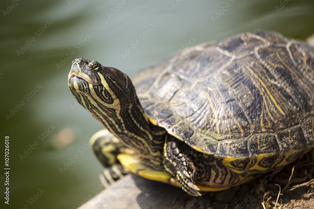 Red Eared Slider Turtle (Trachemys scripta elegans) Red Eared Slider Turtle (Trachemys scripta elegans)