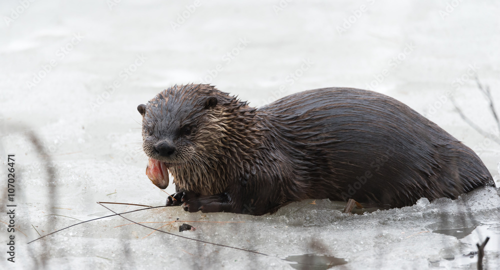 North American river otter (Lontra canadensis) in the wild.  Water mammal with wet fur rests atop a frozen Eastern Ontario lake of ice & spring corn snow while eating a fresh frozen fish.