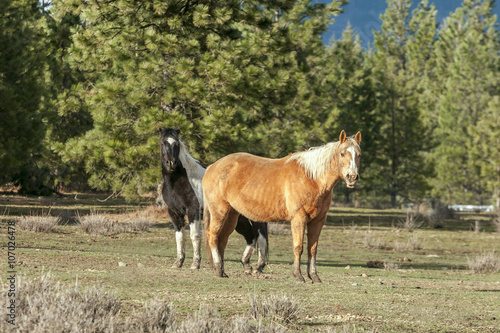 Two horses looking at camera.