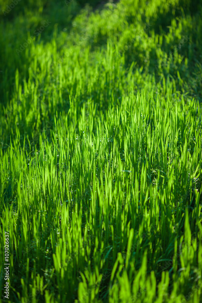 Abstract natural backgrounds with beauty bokeh Abstract natural backgrounds with beauty bokeh