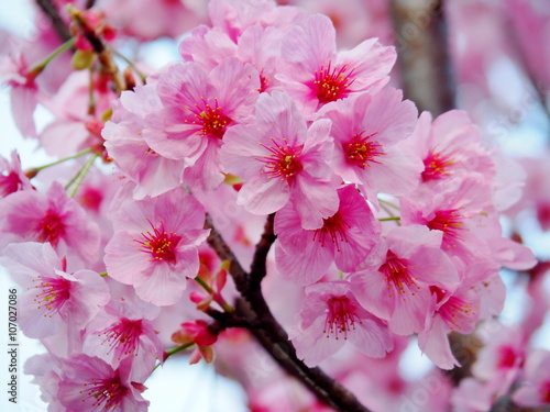 陽光桜