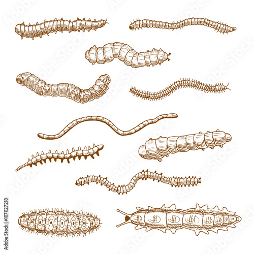 Caterpillars, earthworms, slug and centipedes