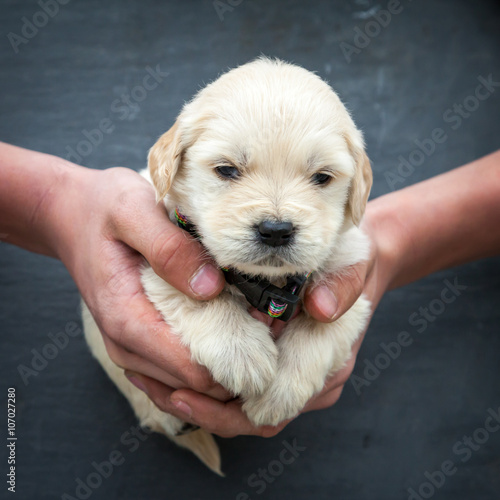Obraz na plátne Golden retriever puppy