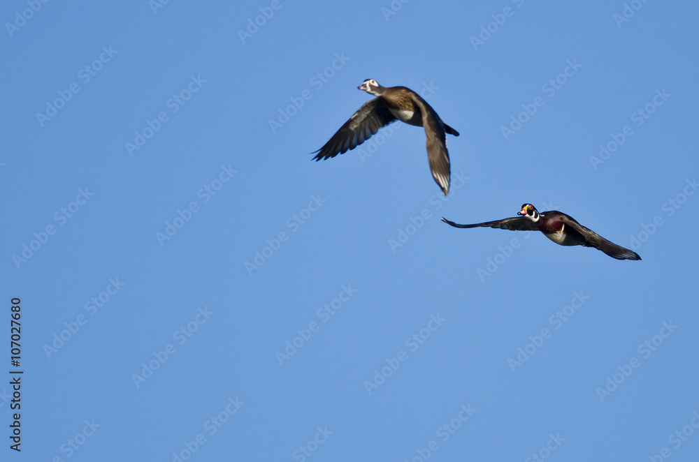 Pair of Wood Ducks Flying in a Blue Sky Pair of Wood Ducks Flying in a Blue Sky