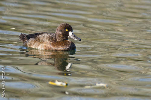 Female Scaup Duck Swimming in the Still Pond Waters