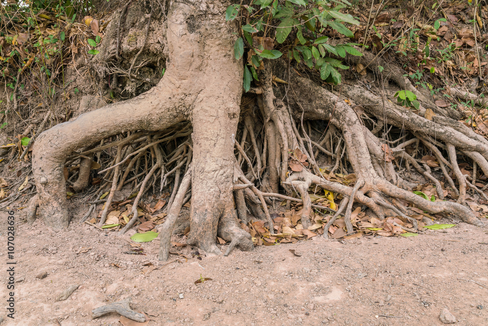 Tree Roots are burrow at riverbank