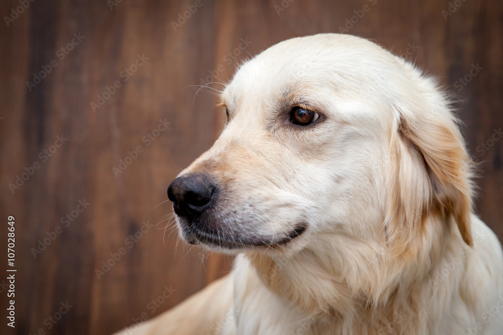 Golden retriever dog