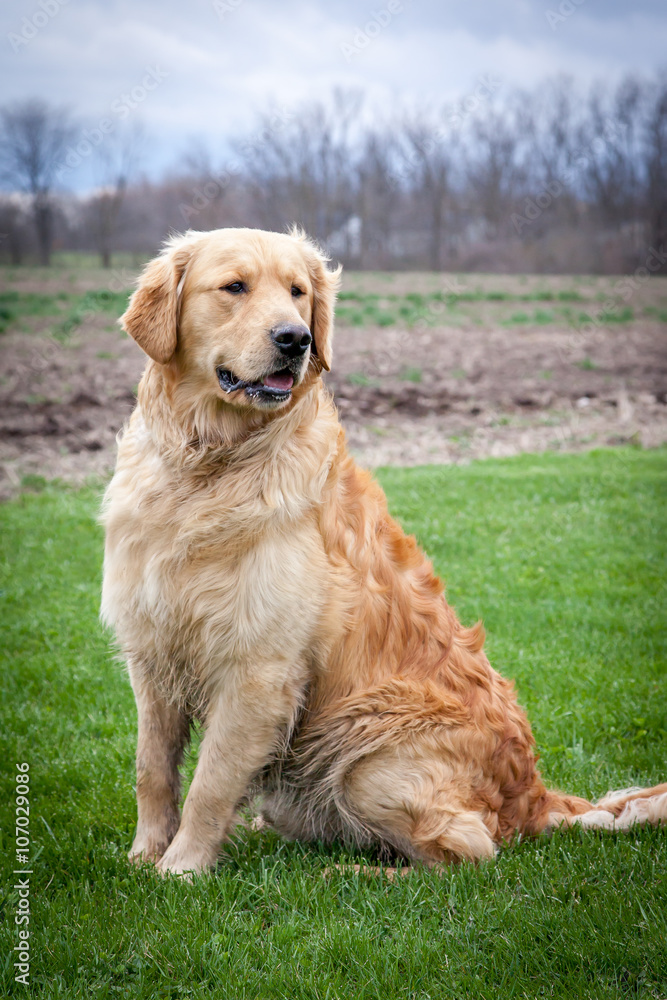 Golden retriever dog Golden retriever dog