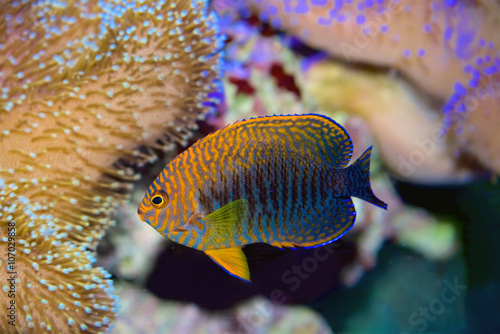 Fotografija Potter's Angelfish, Centropyge Potteri, a pygmy angelfish