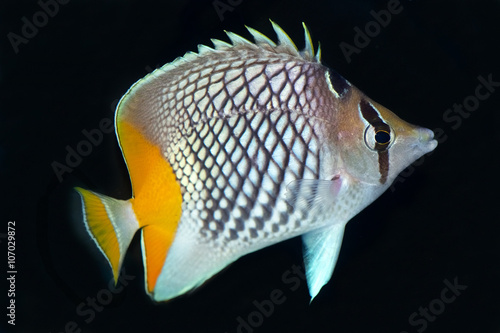 Canvastavla The Pearlscale Butterflyfish,Chaetodon xanthurus, is a species of butterflyfish