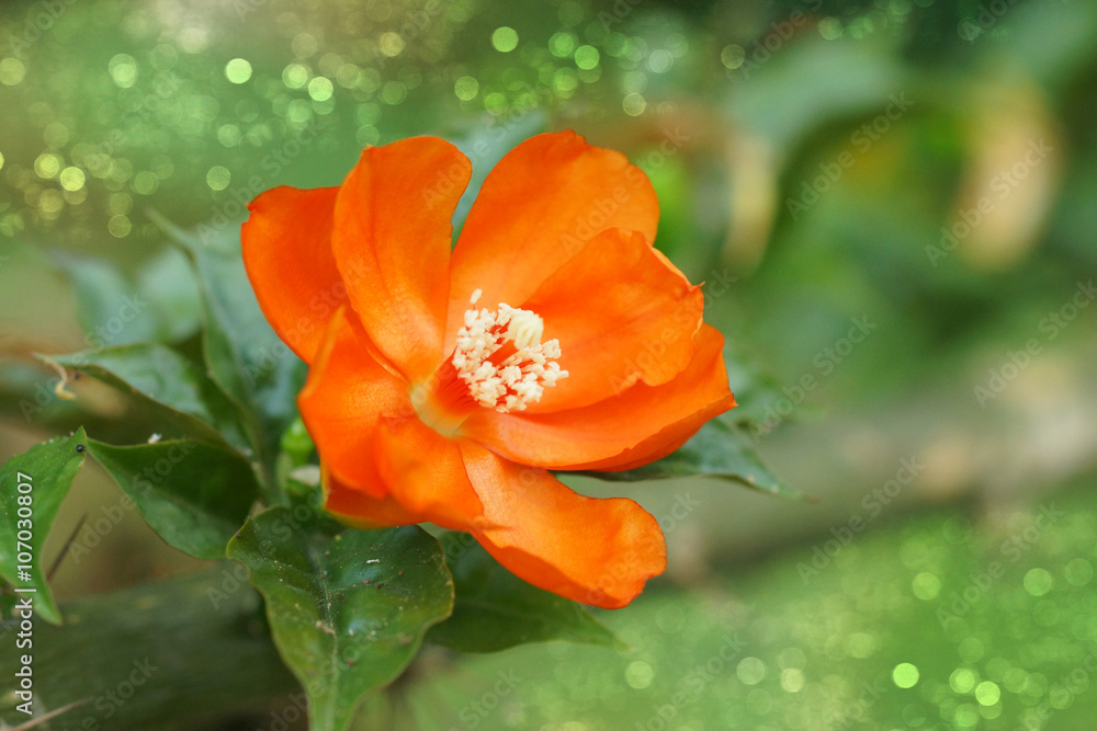 Wax Rose flower Wax Rose flower