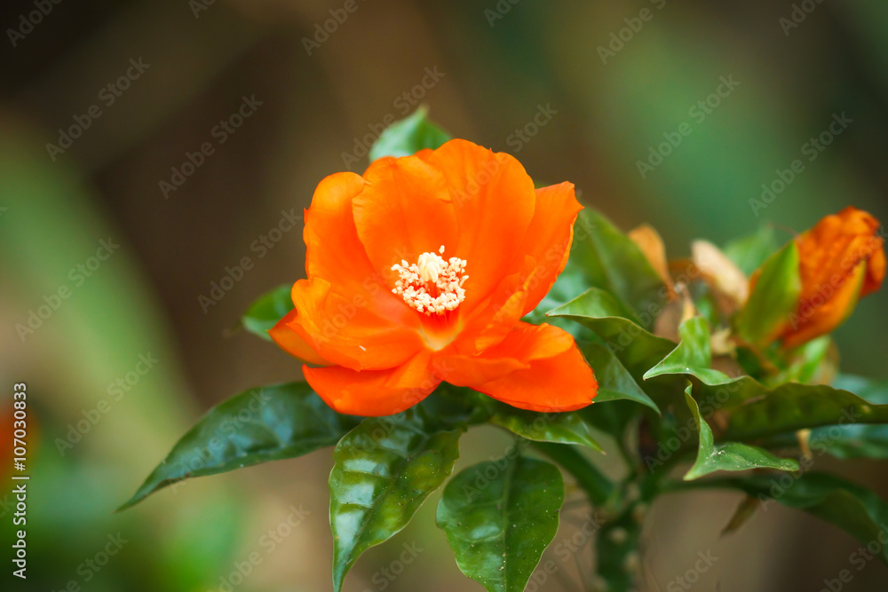Wax Rose flower