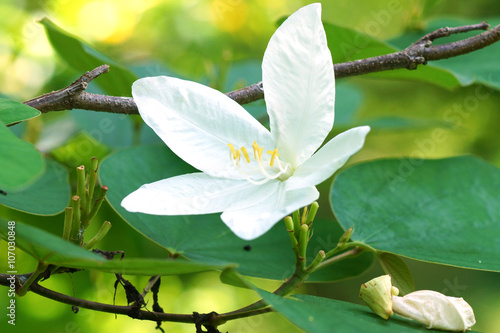 Snowy Orchid Tree. photo