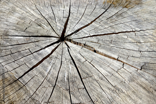 Surface of the timber