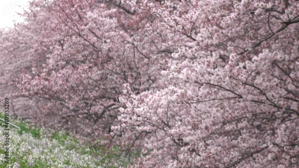 桜の木々・ソフトフォーカス・合成用・4K_4-122 桜の木々・ソフトフォーカス・合成用・4K_4-122