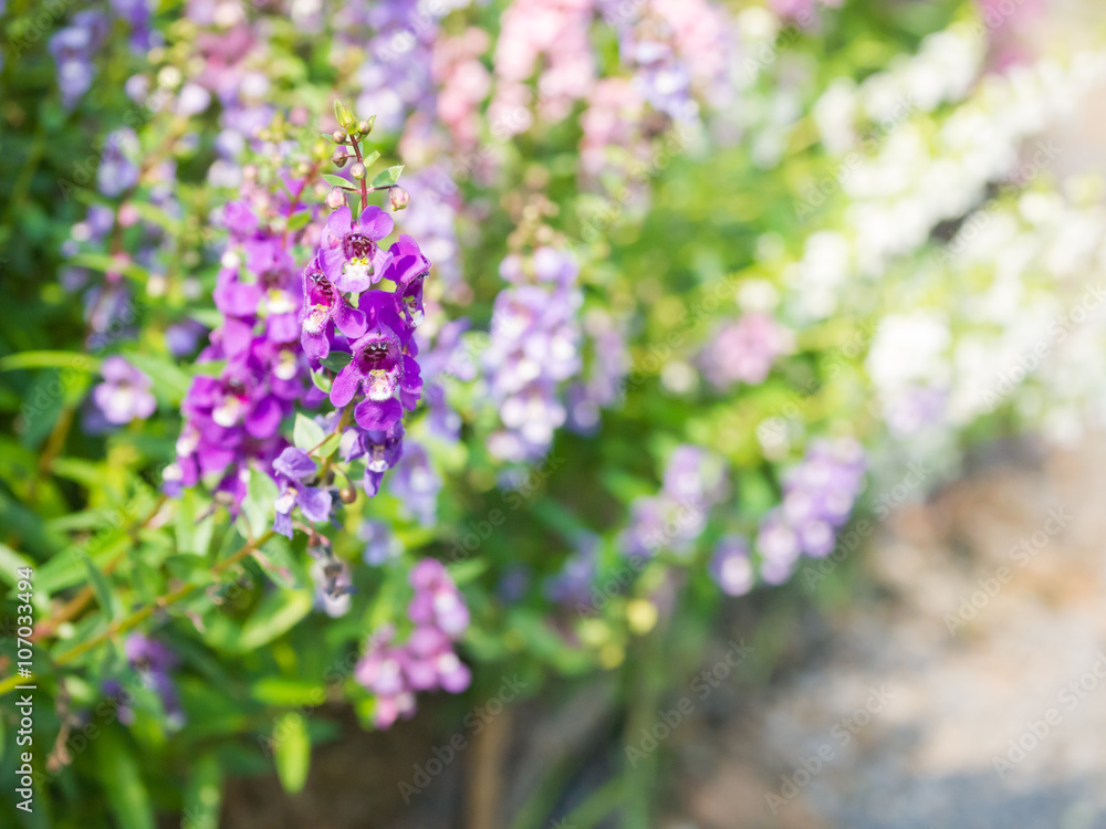Closeup of beautiful purple, pink, and white flower ( Angelonia Closeup of beautiful purple, pink, and white flower ( Angelonia