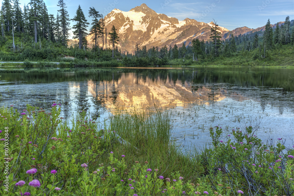 Picture Lake Wildflowers and Mt. Shuksan
