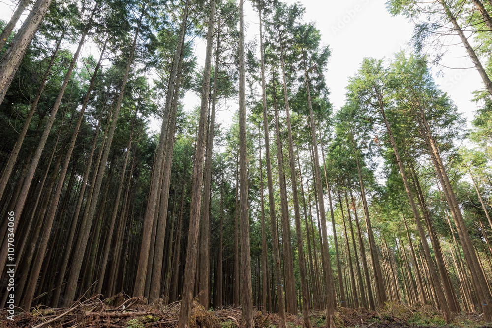 Obraz premium 山の中の杉林