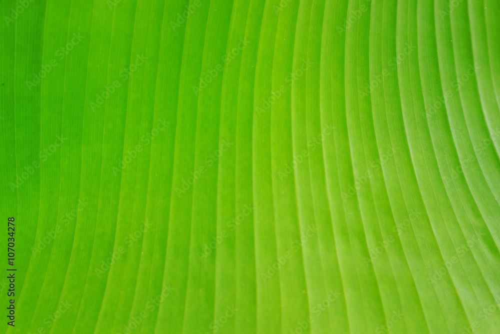 green banana leaf close up soft focus, nature background and wallpaper green banana leaf close up soft focus, nature background and wallpaper