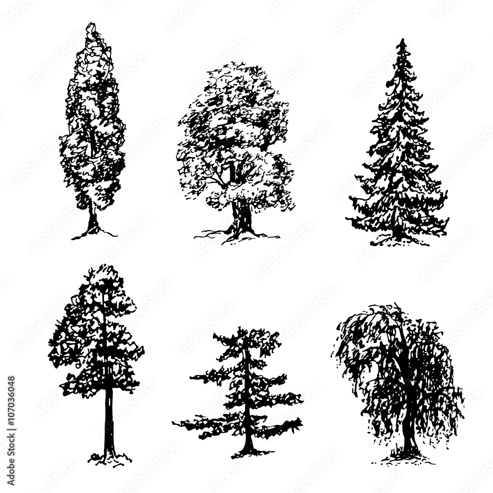 drawing collection of elements of different types of trees graphic ink ...