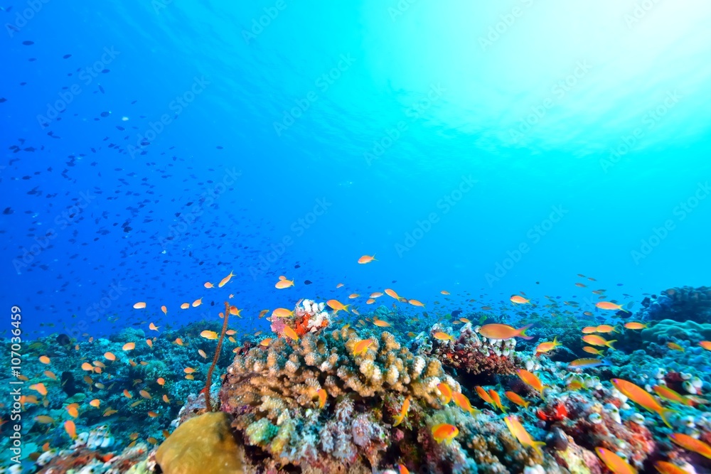 Obraz premium ハナダイの群れ