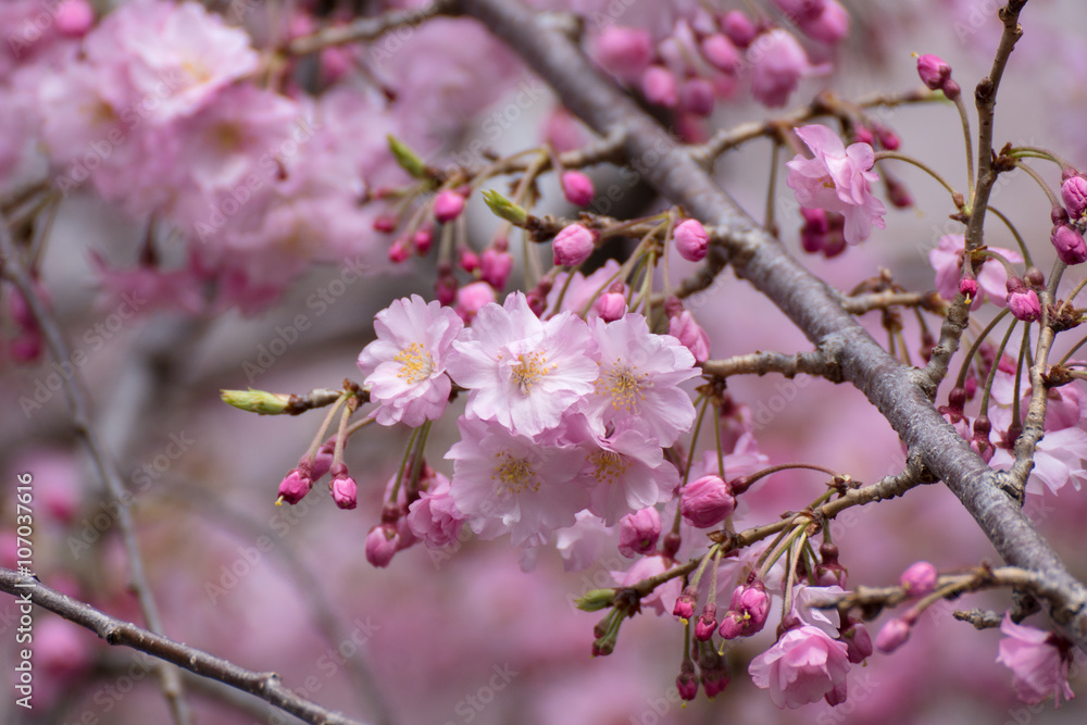 紅しだれ桜 紅しだれ桜