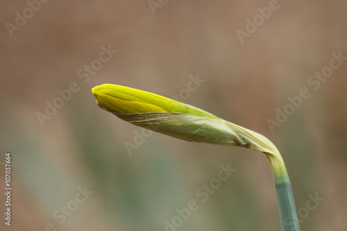 Yellow flower narcissus daffodil bud