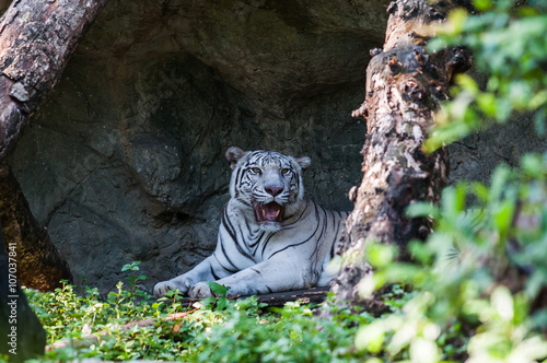 White bengal tiger is resting photo