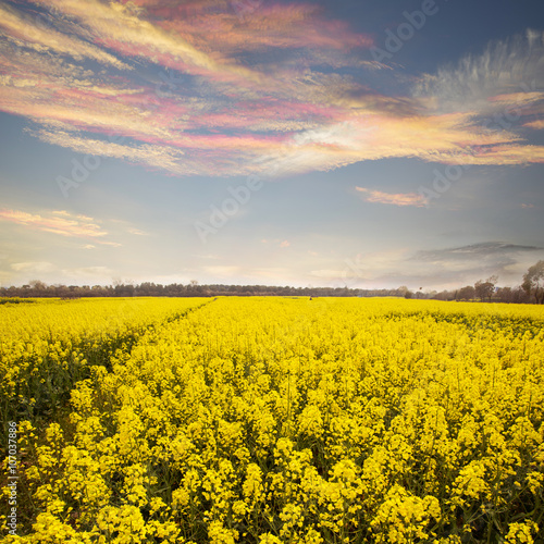 field of rape.Rape seed is mainly cultivated for bio fuel produc
