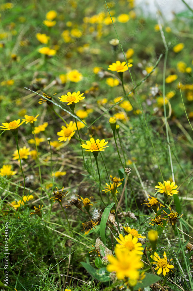 Yellow flowers,Bush Daisy with green leaves Yellow flowers,Bush Daisy with green leaves
