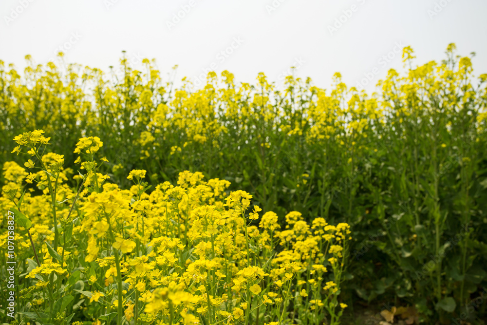 Obraz premium field of rape.Rape seed is mainly cultivated for bio fuel produc