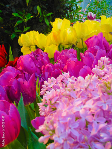 Beautiful tulips and lilac in the greenhouse in spring