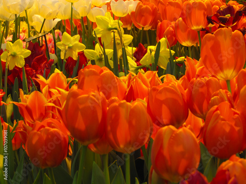 Beautiful orange tulips in the greenhouse in spring